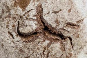 Laudos de Paleontologia Laudos de Paleontologia